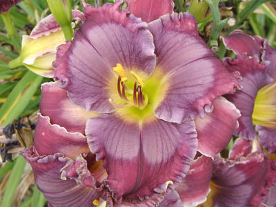 For Better for Worse